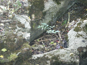 Two rows of bricks surrounded by plaster