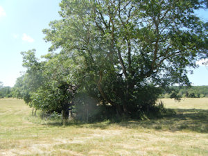 A clump of trees in a field
