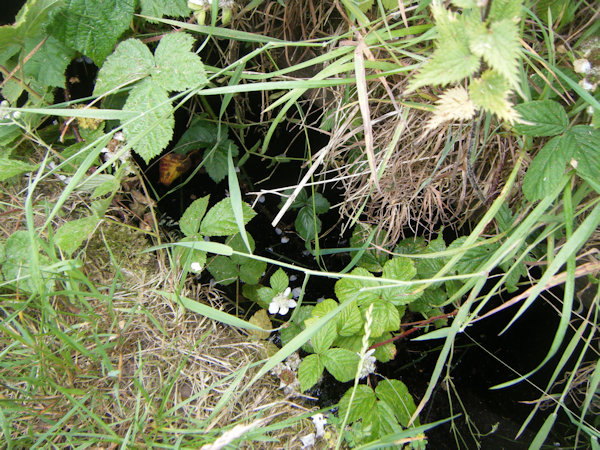A grass covered pool of water